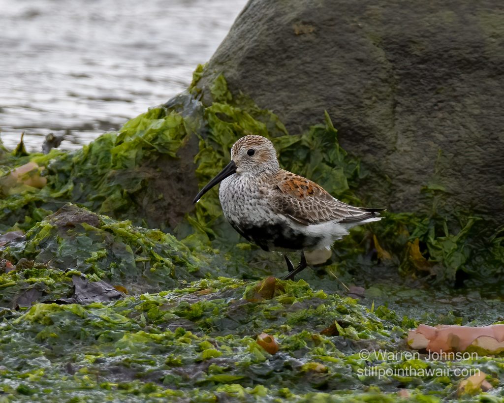 Dunlin