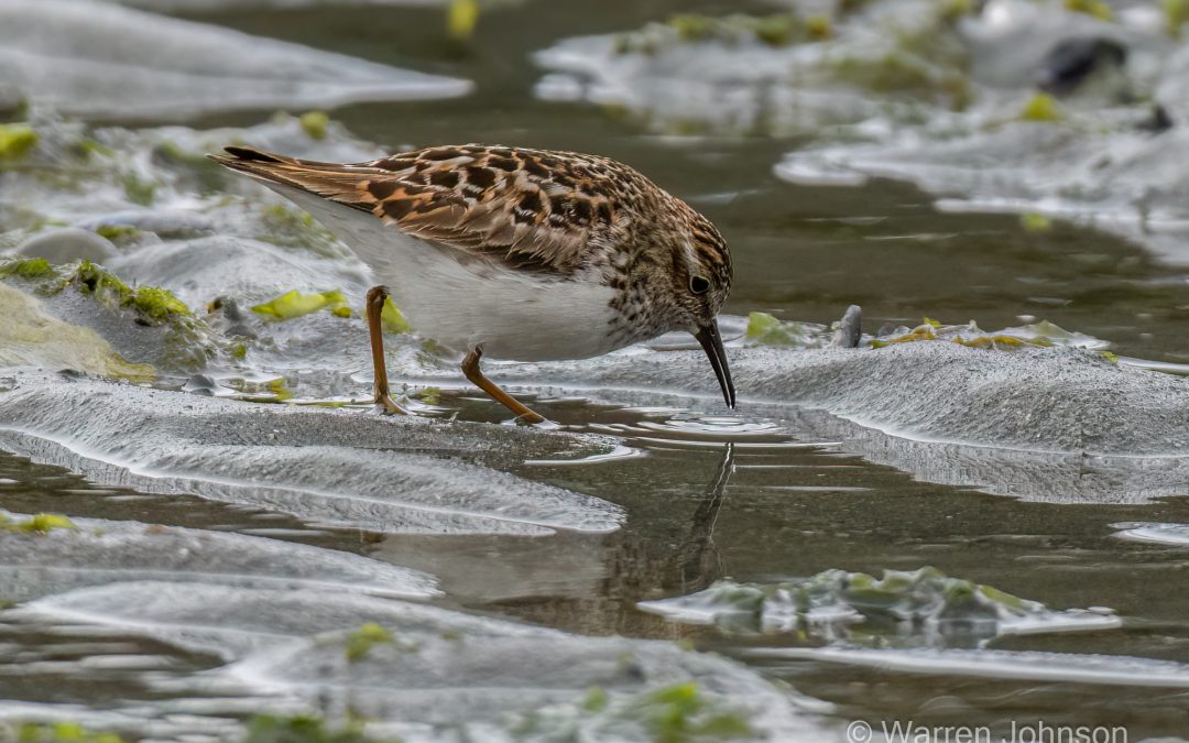 Least Sandpiper