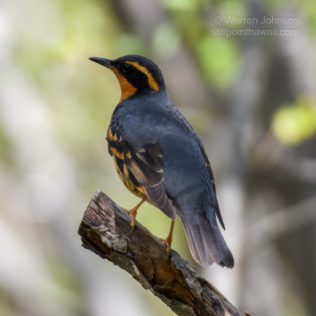 Varied Thrush