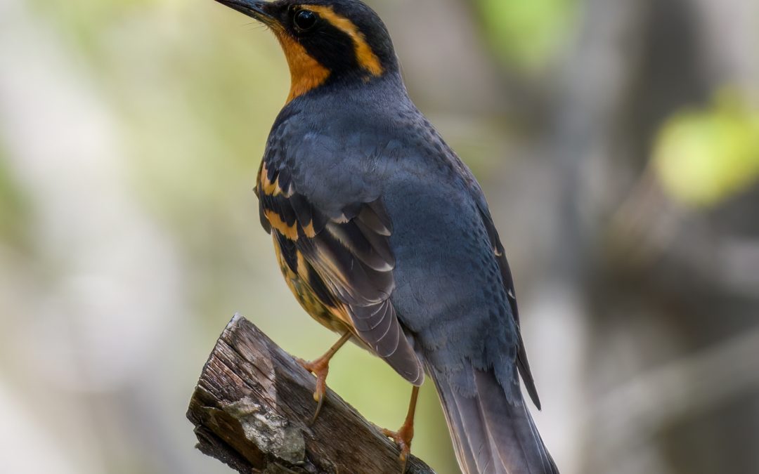 Varied Thrush