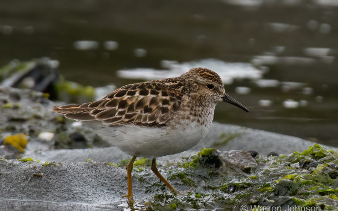 Least Sandpiper