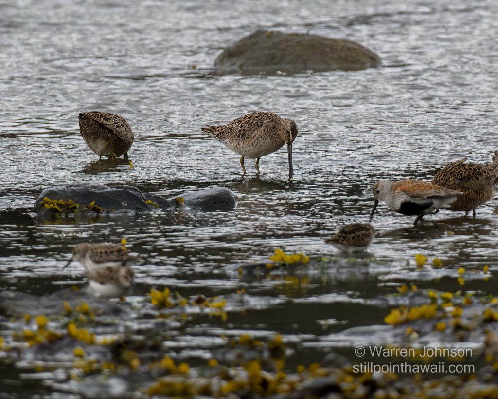 Long-billed Dowitcher