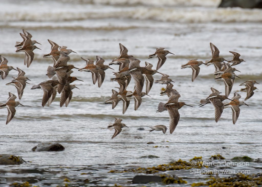 Mixed Species of Shorebirds