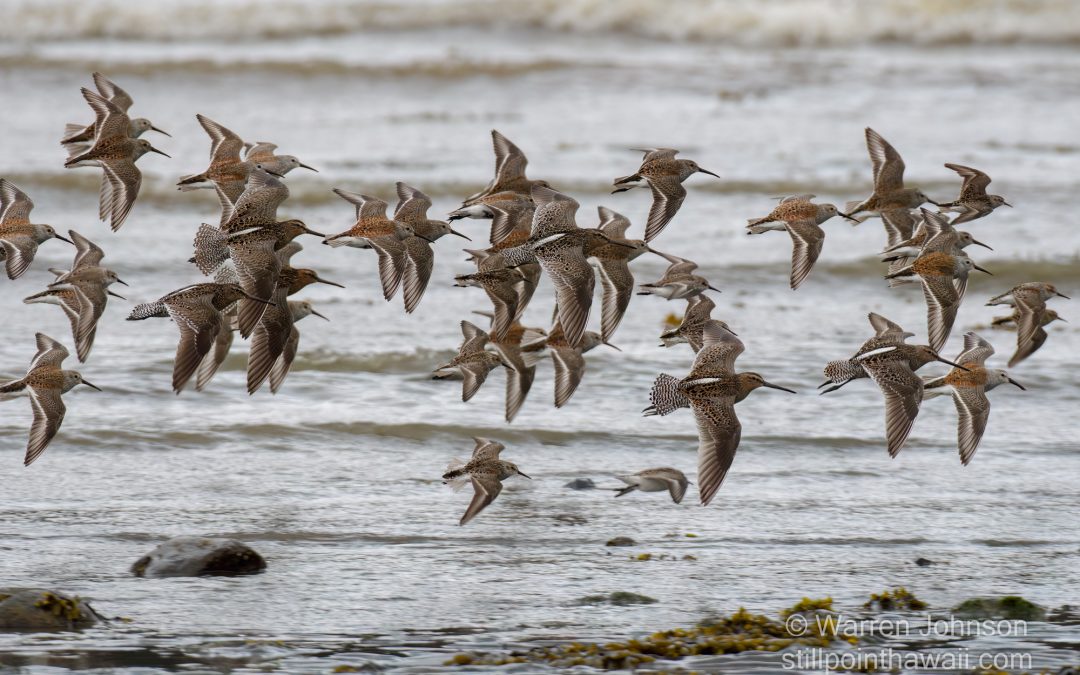 Mixed Species of Shorebirds