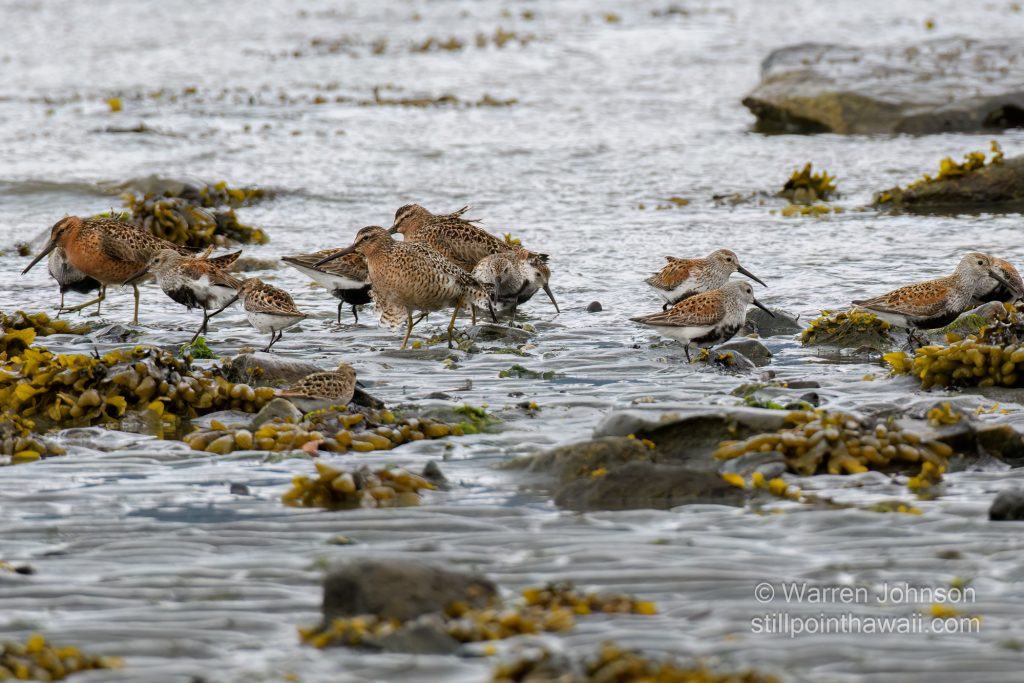 Mixed Species of Shorebirds