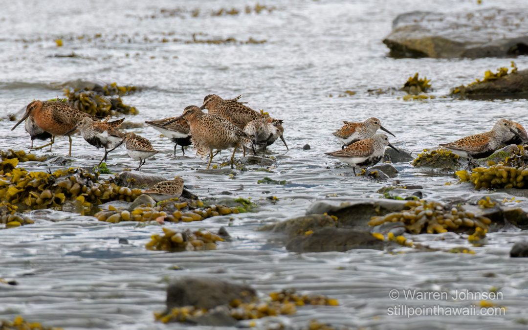 Mixed Species of Shorebirds