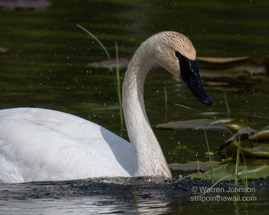 Trumpeter Swan