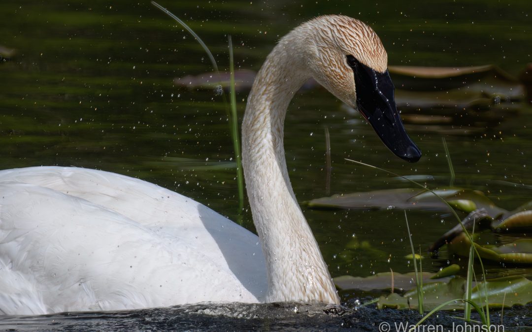 Trumpeter Swan