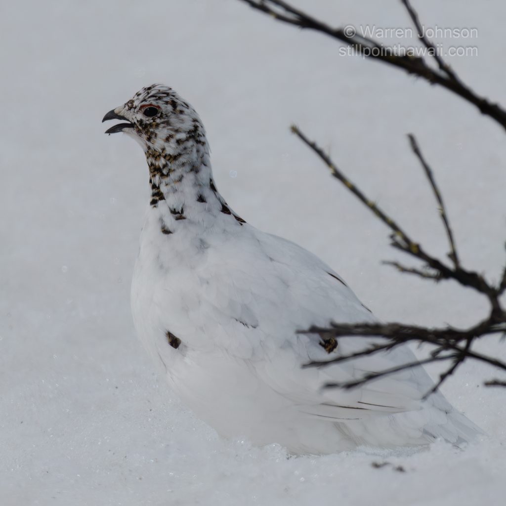 Female Willow Ptarmigan