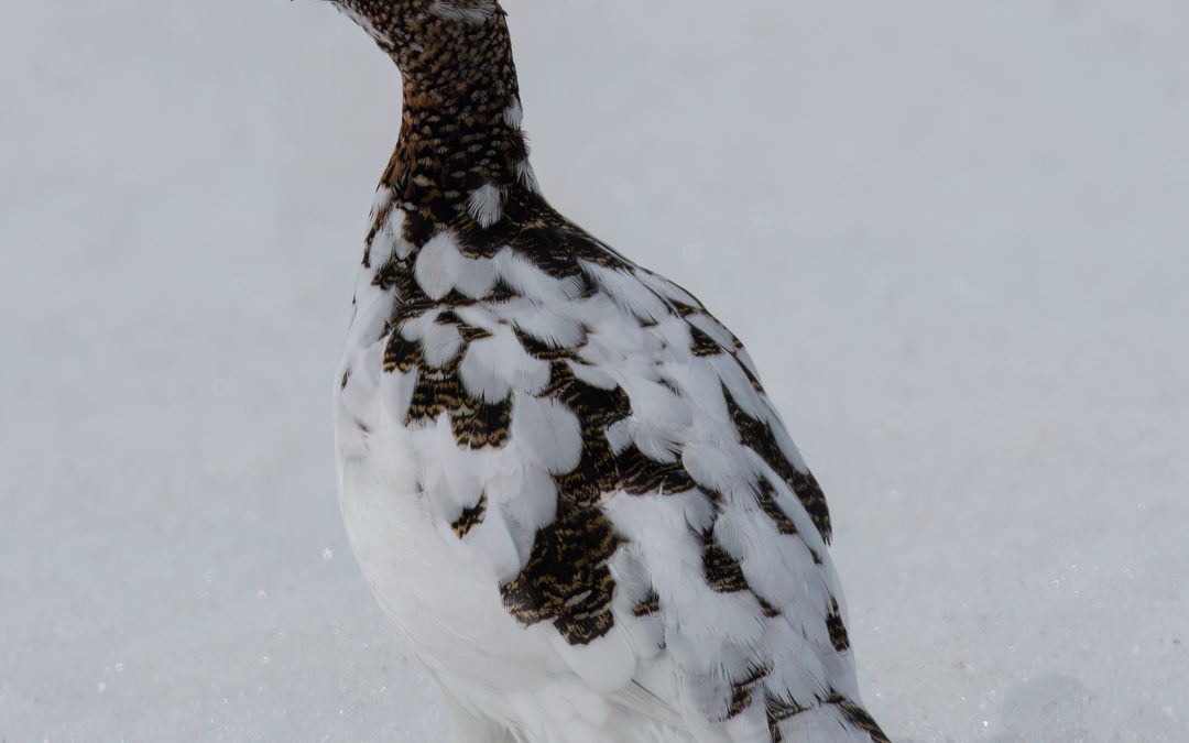 Female Willow Ptarmigan