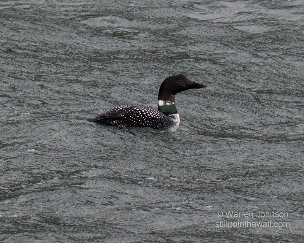 Common Loon