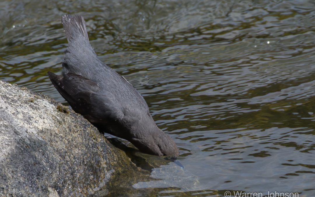 American Dipper