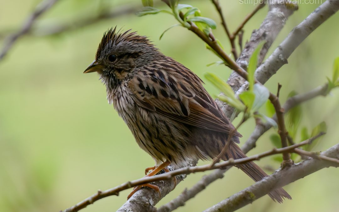 Lincolns Sparrow