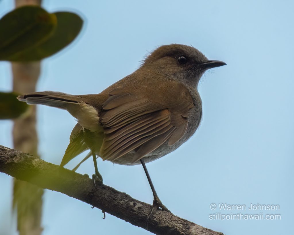 ʻŌmaʻo