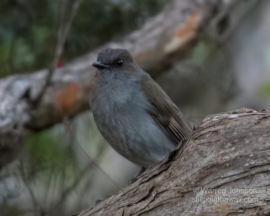 ʻŌmaʻo