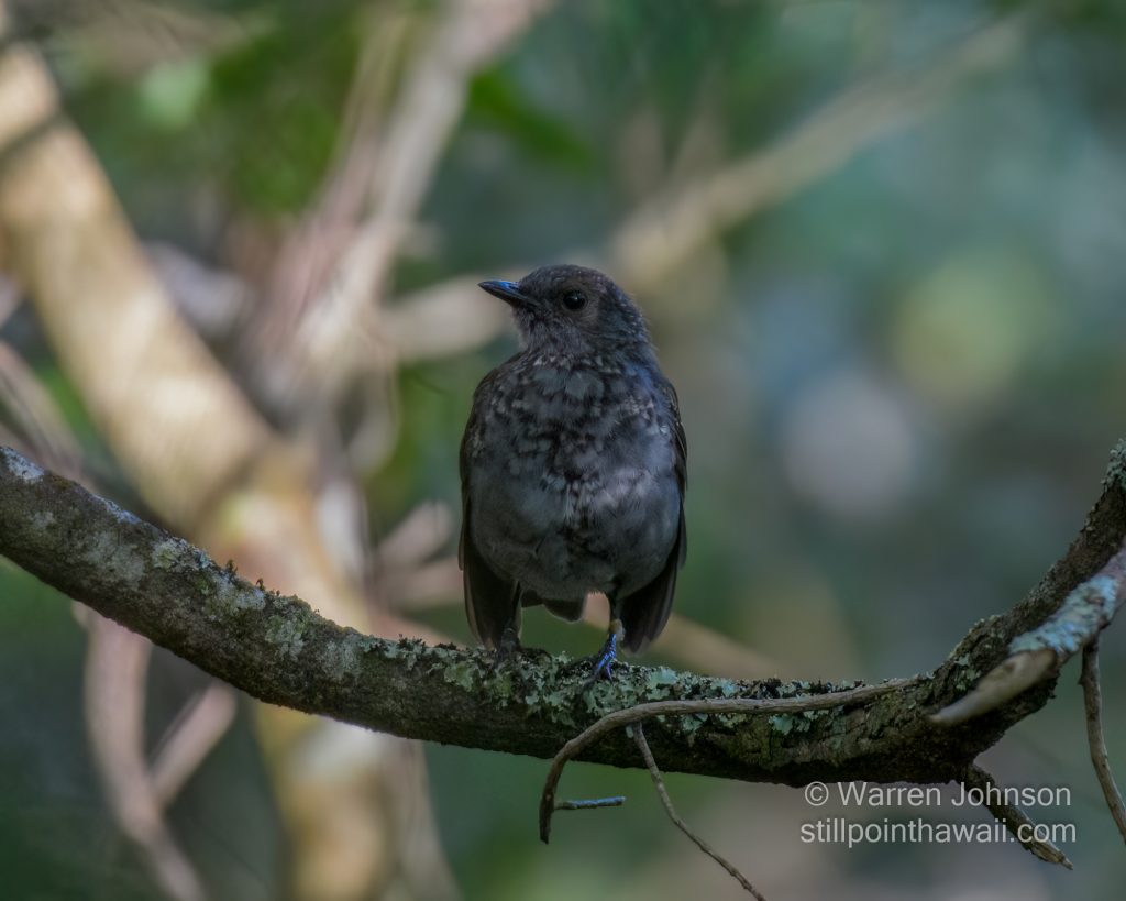 Juvenile ʻŌmaʻo