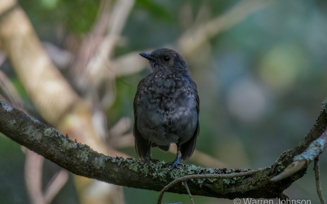 Juvenile ʻŌmaʻo