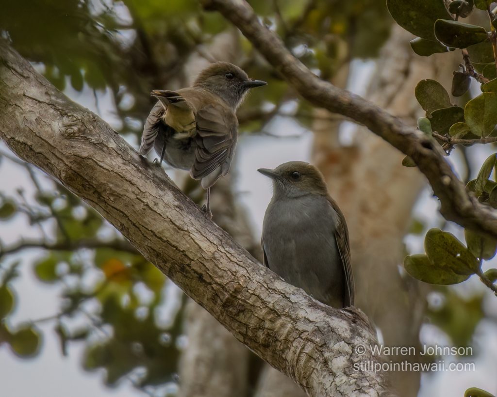 ʻŌmaʻo