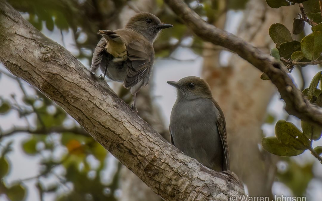 ʻŌmaʻo