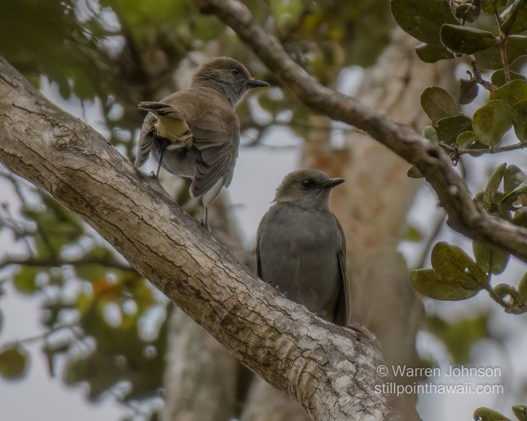 ʻŌmaʻo