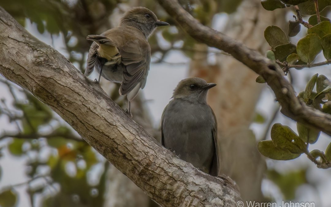 ʻŌmaʻo