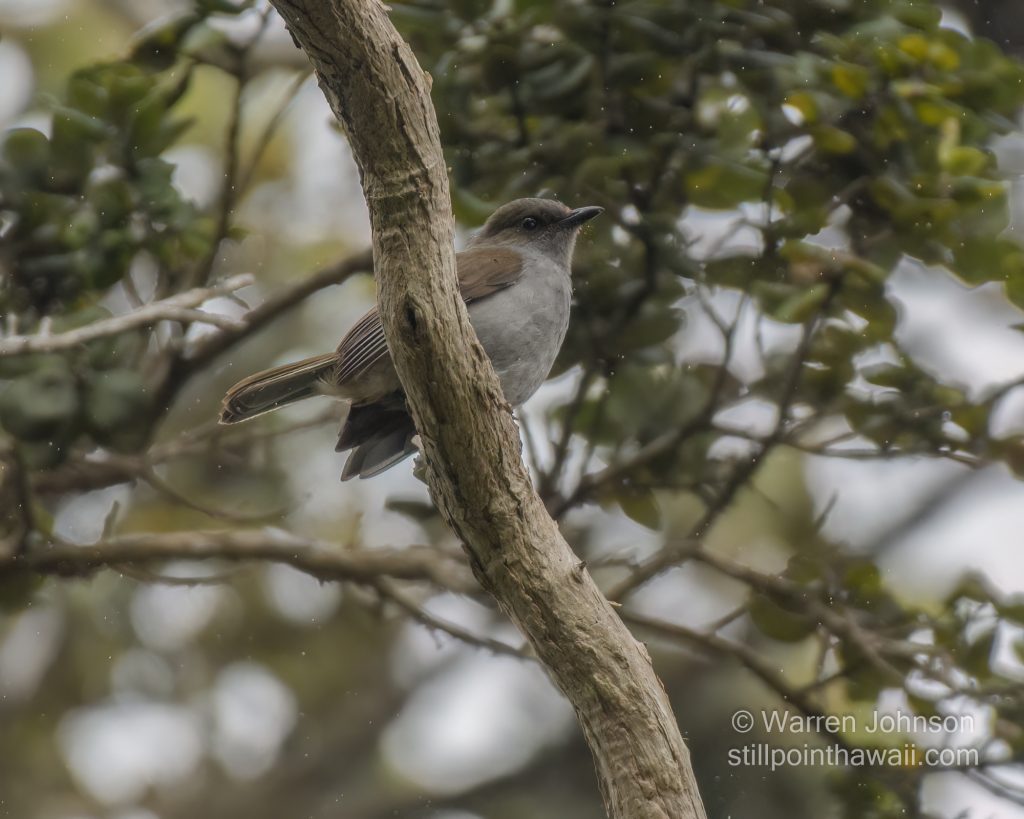 ʻŌmaʻo