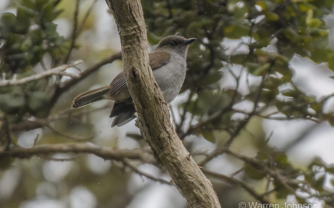 ʻŌmaʻo
