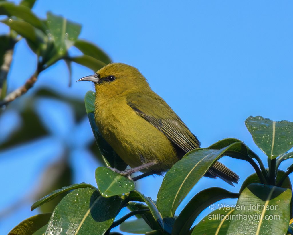 Hawai‘i ‘Amakihi