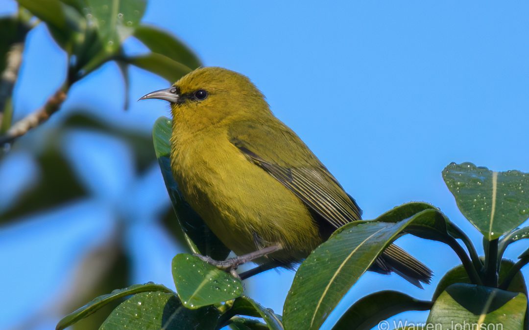 Hawai‘i ‘Amakihi