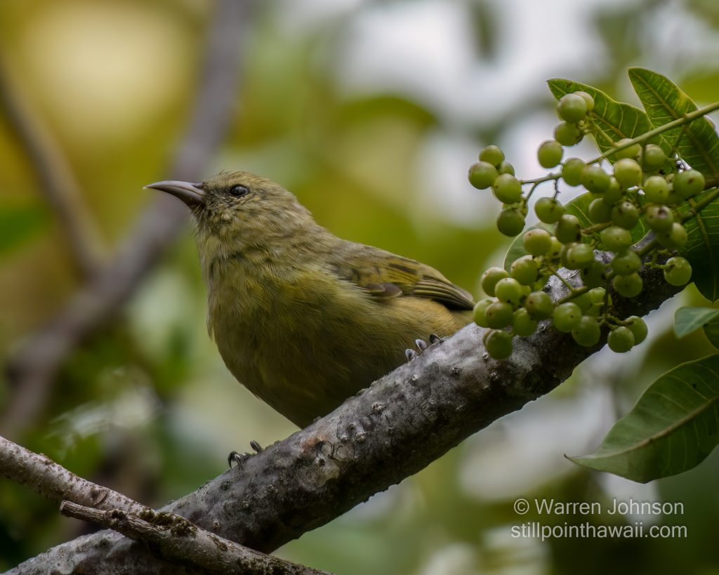 Hawai‘i ‘Amakihi