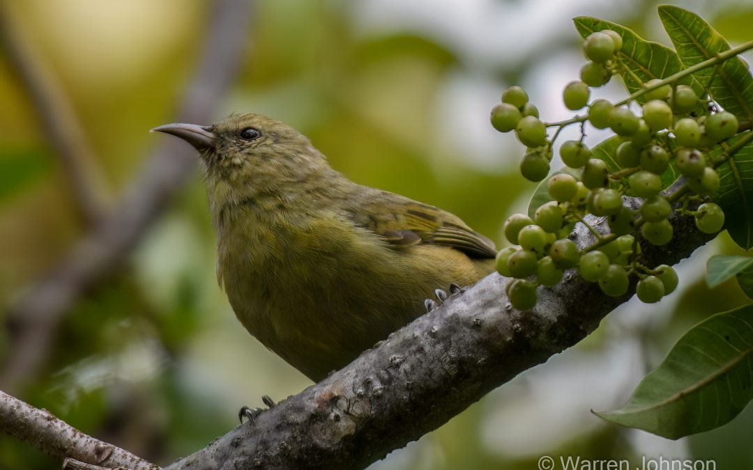 Hawai‘i ‘Amakihi