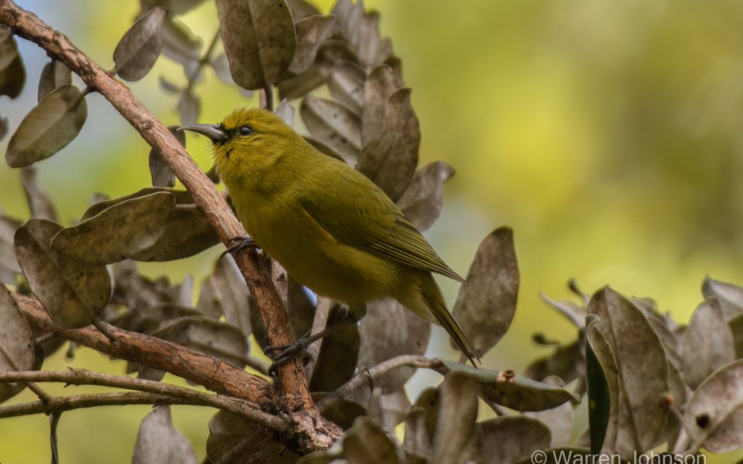Hawai‘i ‘Amakihi