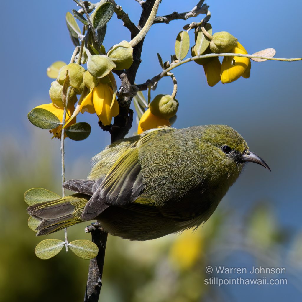 amakihi_12