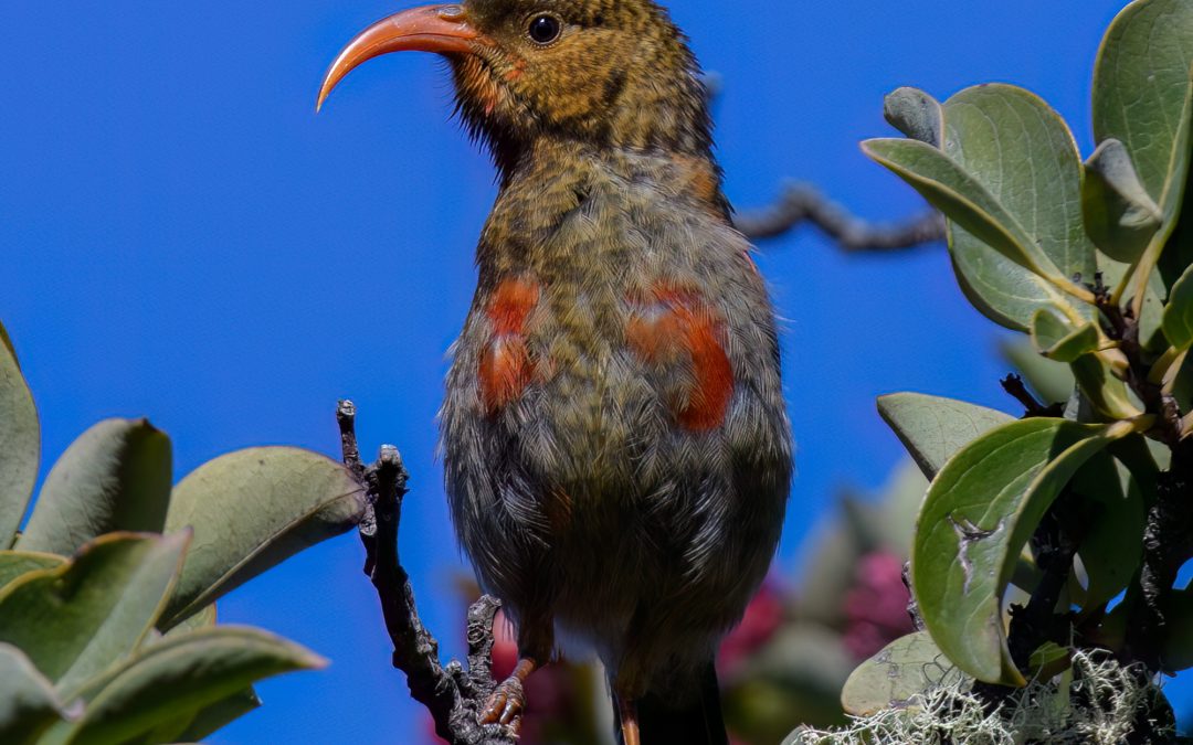 iiwi_19
