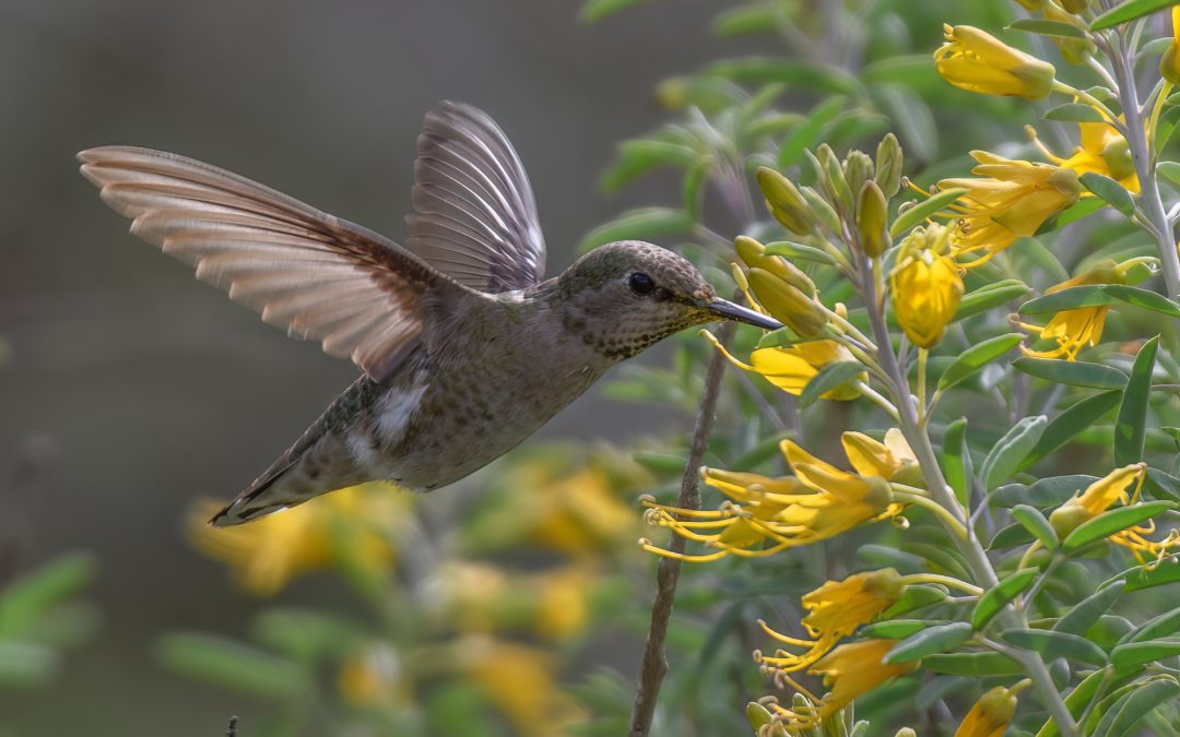 Anna’s Hummingbird-6