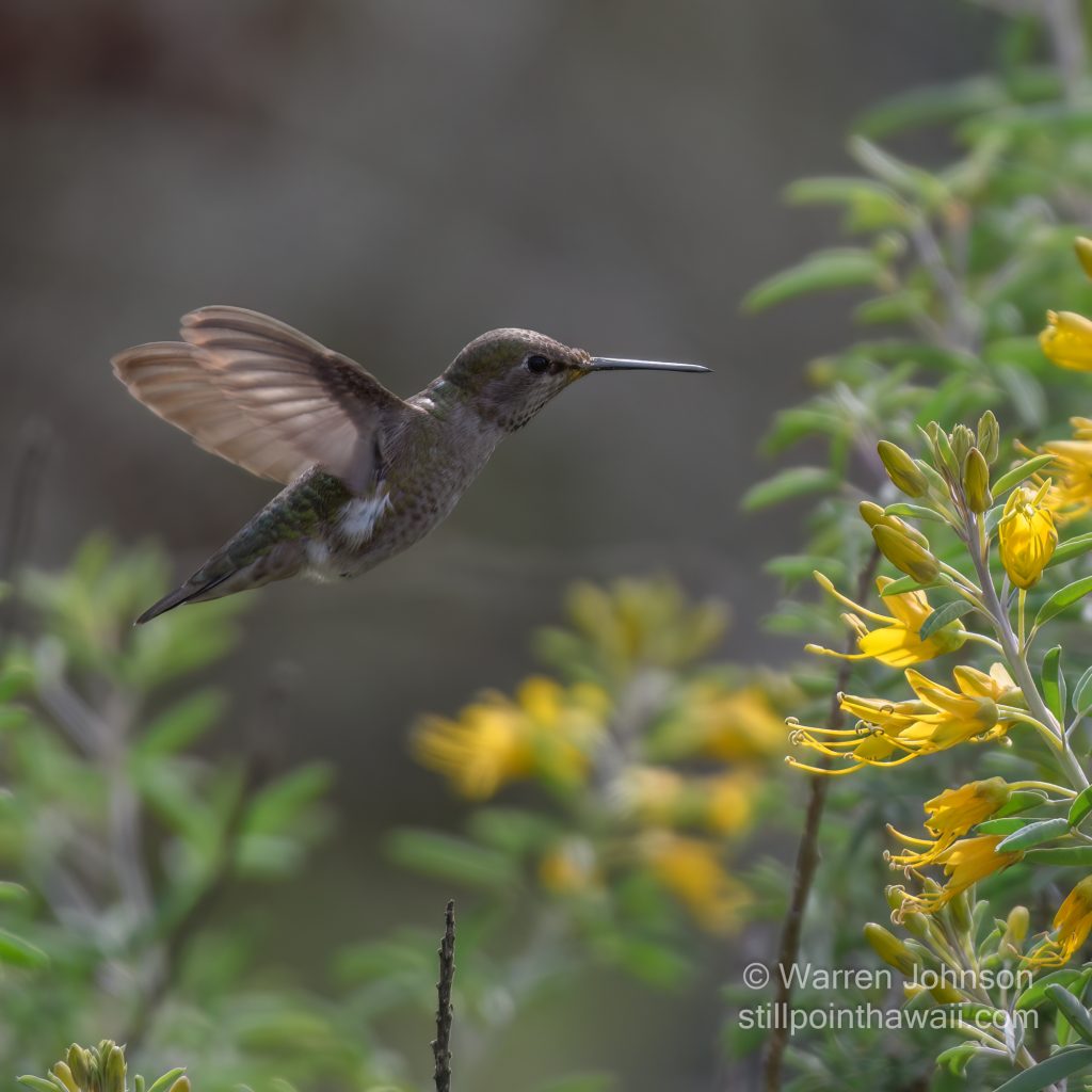 Anna’s Hummingbird-7