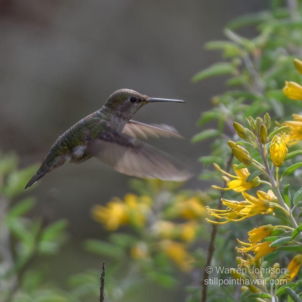 Anna’s Hummingbird-8