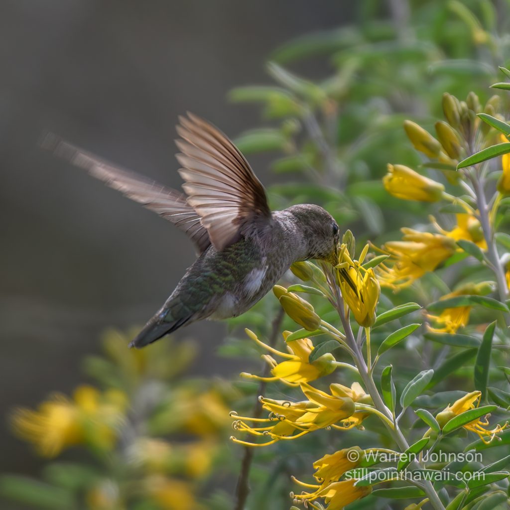 Anna’s Hummingbird-9