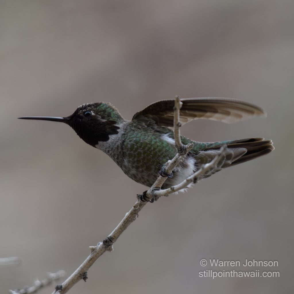 Anna’s Hummingbird-1
