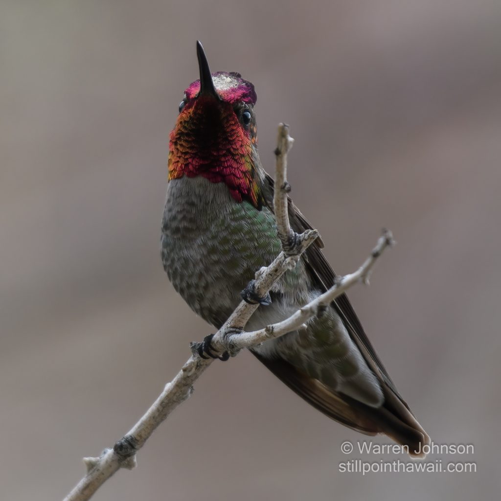 Anna’s Hummingbird-3