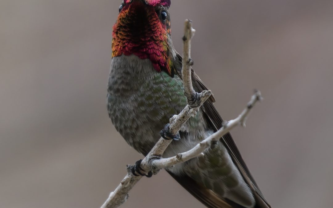 Anna’s Hummingbird-3