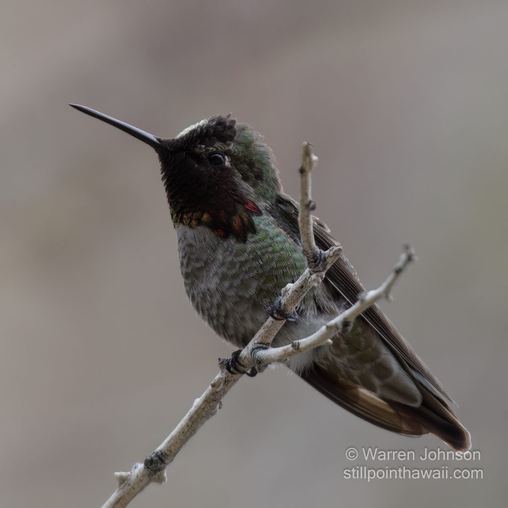 Anna’s Hummingbird-4