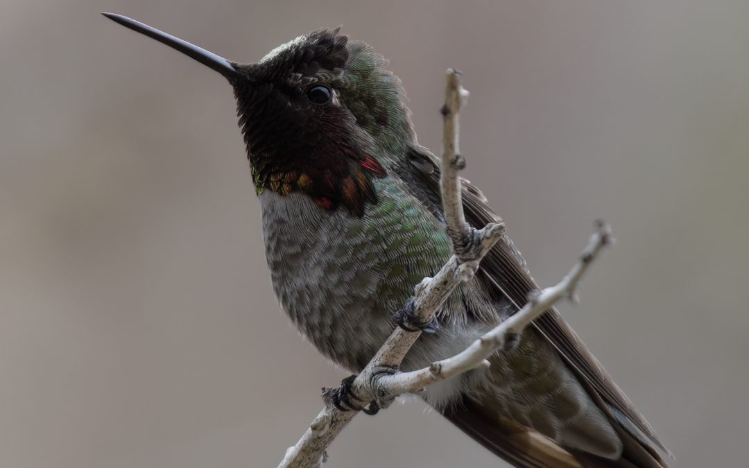 Anna’s Hummingbird-4