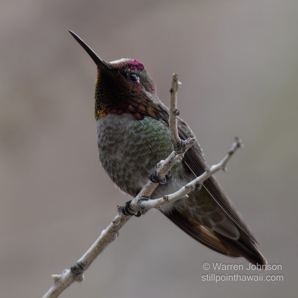 Anna’s Hummingbird-5