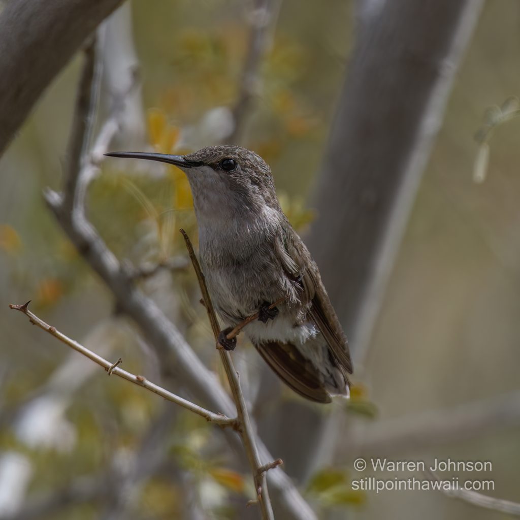 Costa’s Hummingbird-1