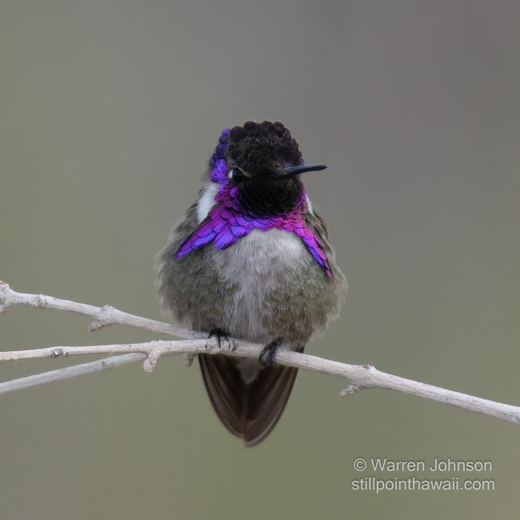 Costa’s Hummingbird-11