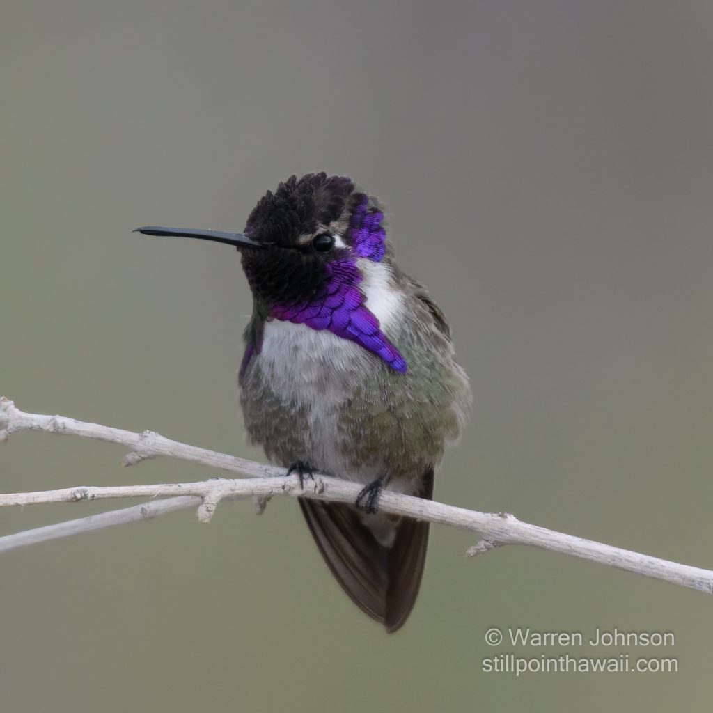 Costa’s Hummingbird-12