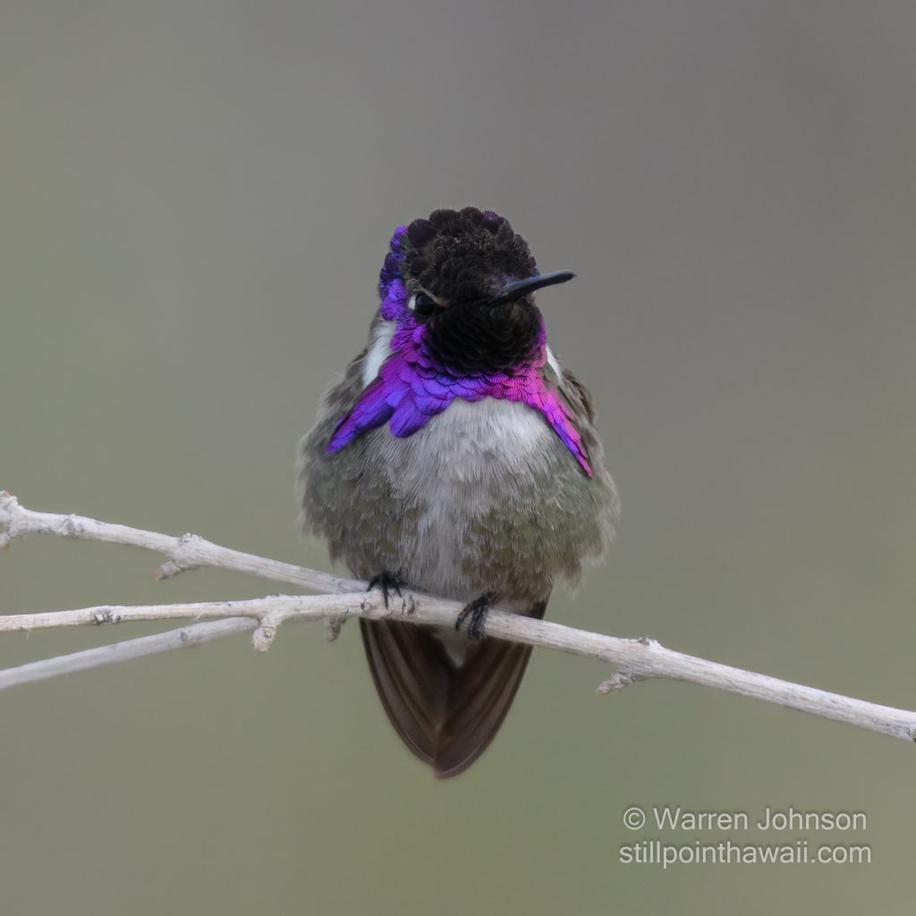 Costa’s Hummingbird-13