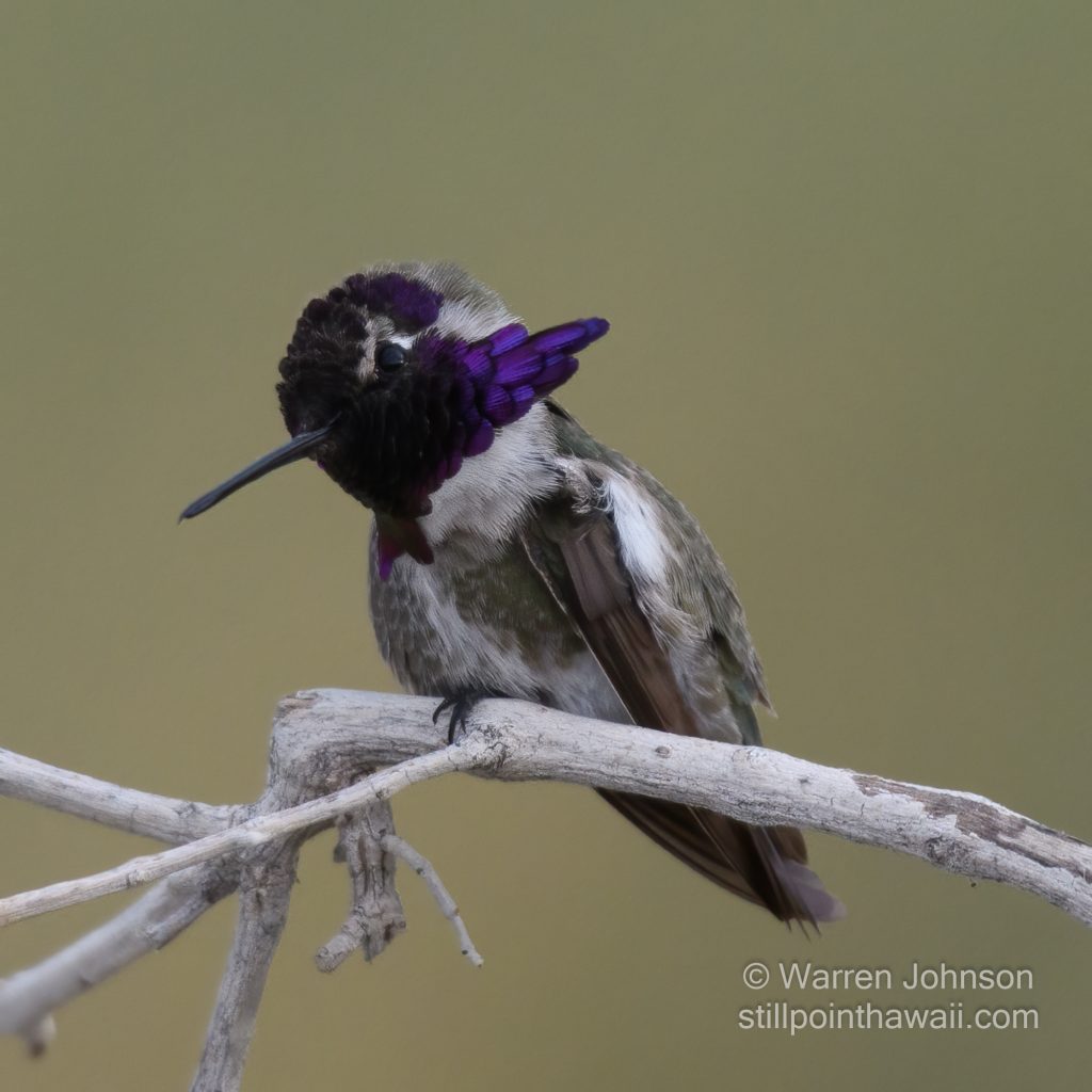 Costa’s Hummingbird-16
