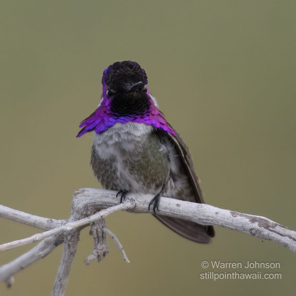 Costa’s Hummingbird-17